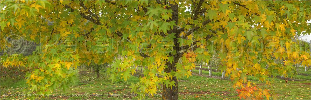 Peter Bellingham Photography Colours of Autumn - Stanley - VIC (PBH4 00 13523)